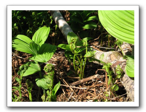 Ferns from which 