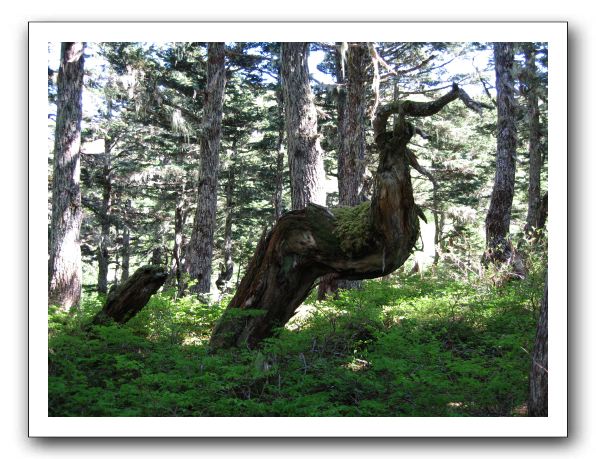 Strange forest creatures