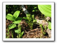 Ferns from which 