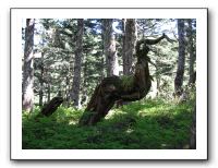 Strange forest creatures